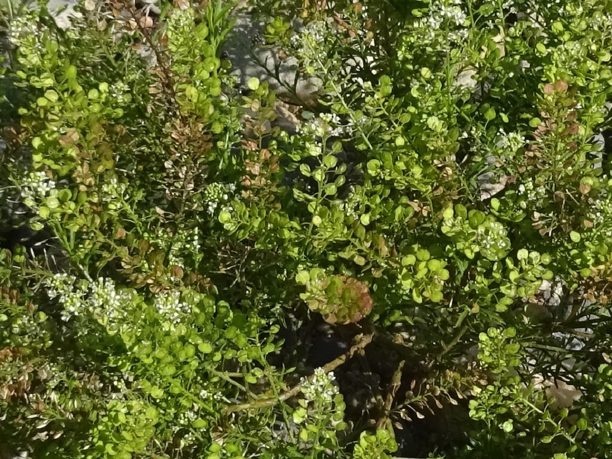 Lepidium virginicum (Brassicaceae)